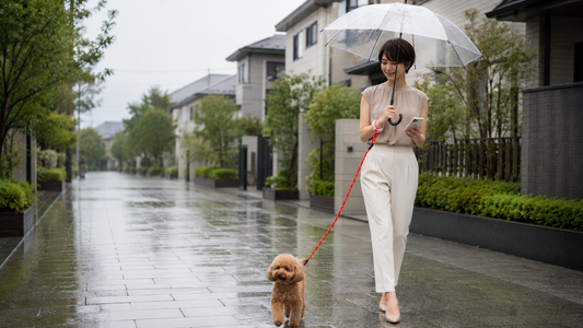 雨の日の犬の散歩を快適にする７つの工夫